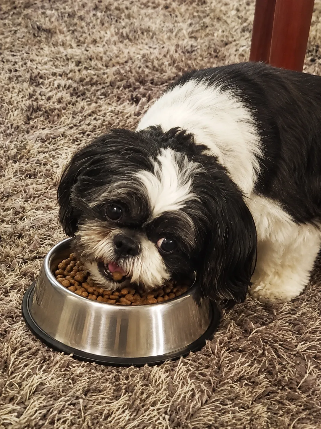 ¿Cuántas veces debe comer un perro? Guía según su edad
